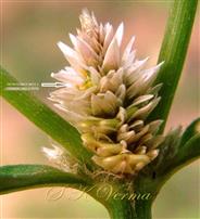  Inflorescence